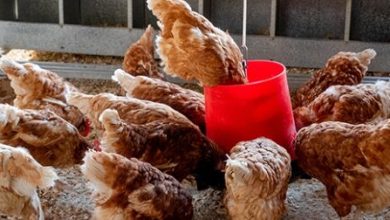 ultrasonic-bird-repellent:-a-game-changer-in-protecting-poultry-farms-from-bird-flu