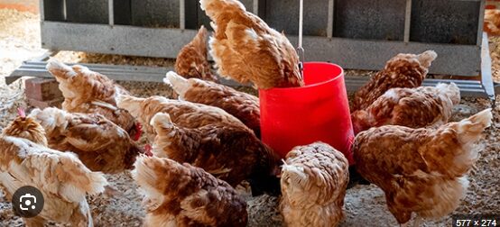 ultrasonic-bird-repellent:-a-game-changer-in-protecting-poultry-farms-from-bird-flu